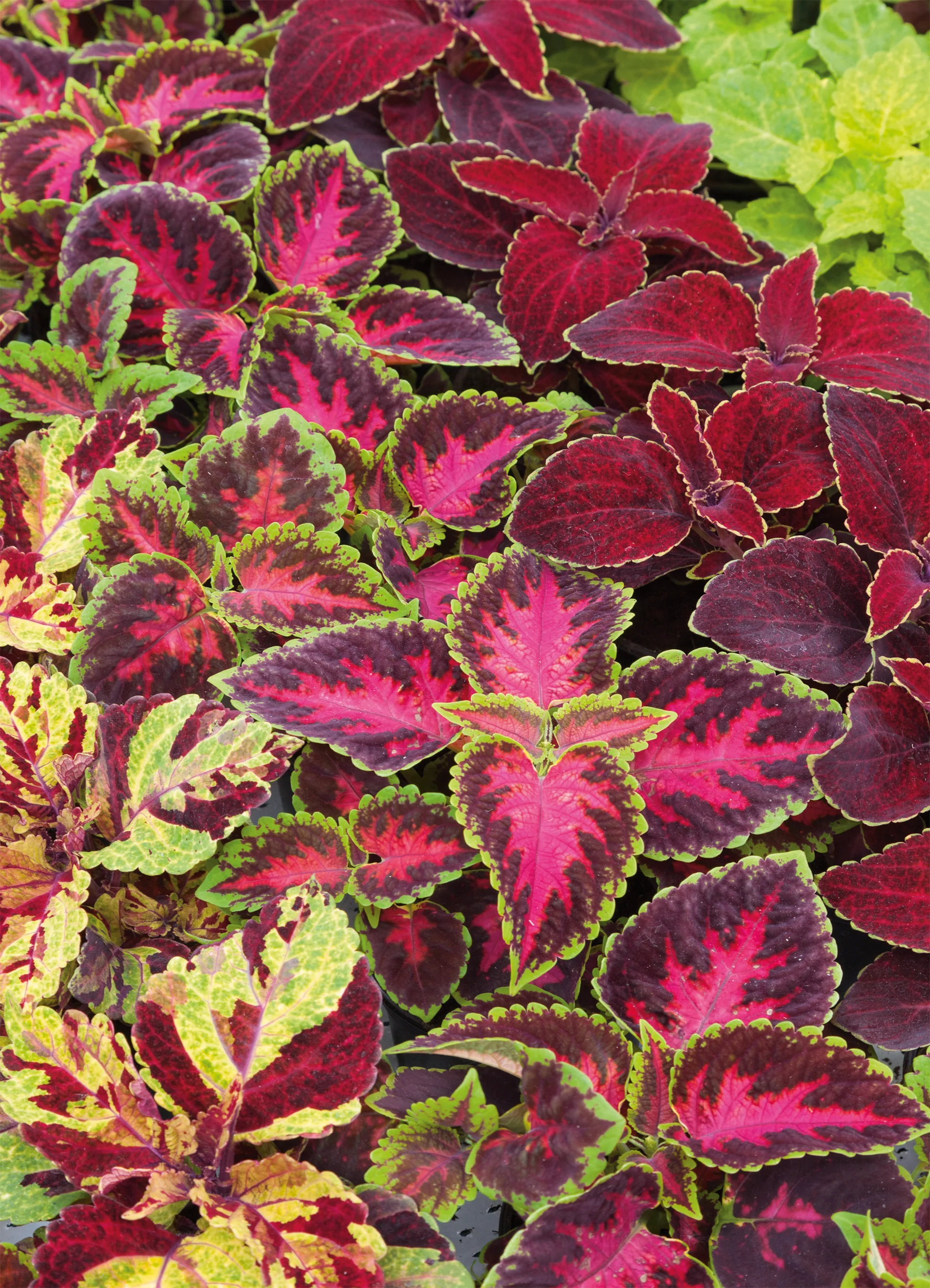 Coleus | Rainbow Mix