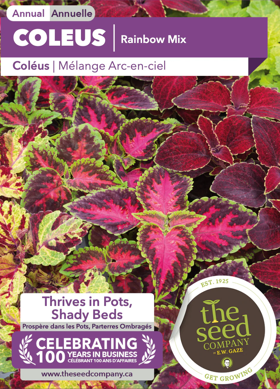 Coleus | Rainbow Mix - Image 2