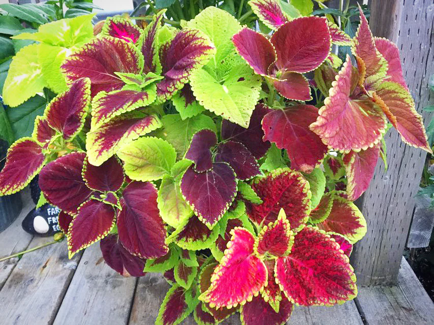 Coleus | Rainbow Mix - Image 3