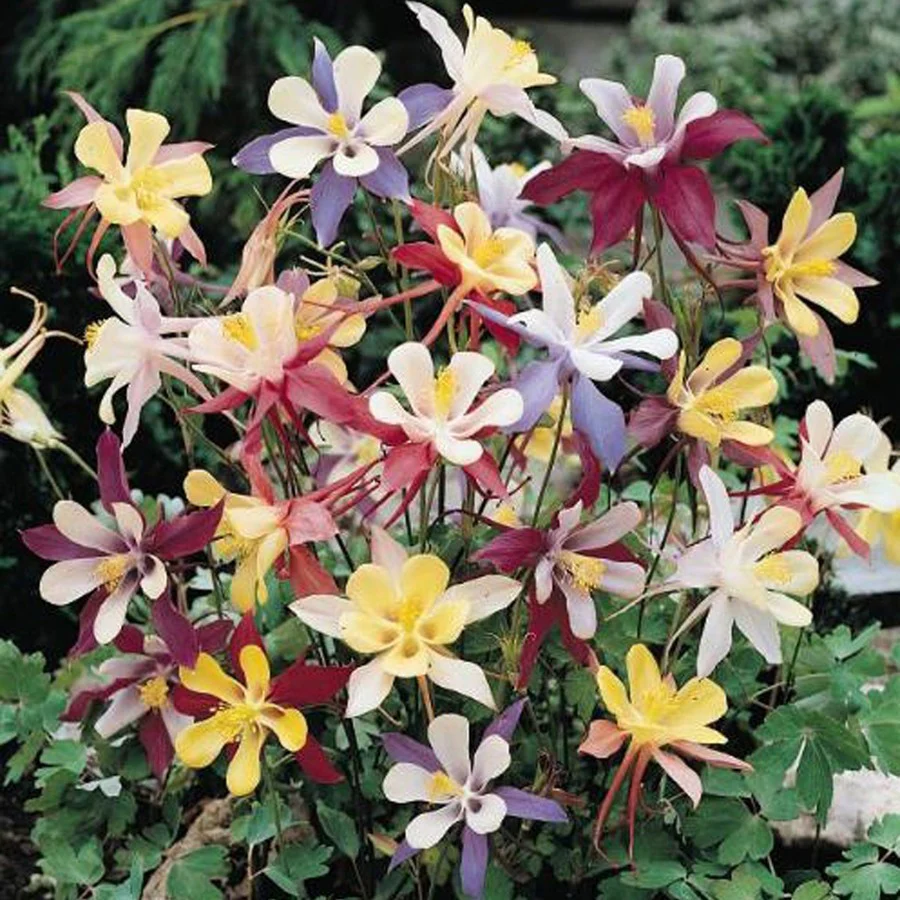 Columbine | Aquilegia McKana Mix