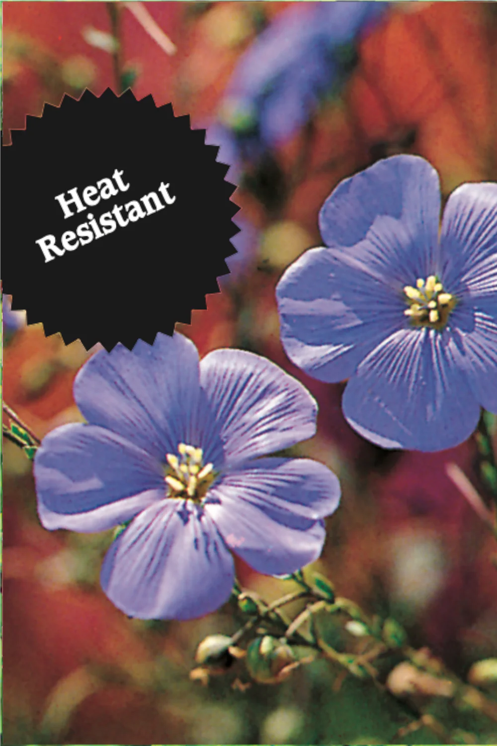 Blue Flax | Linum