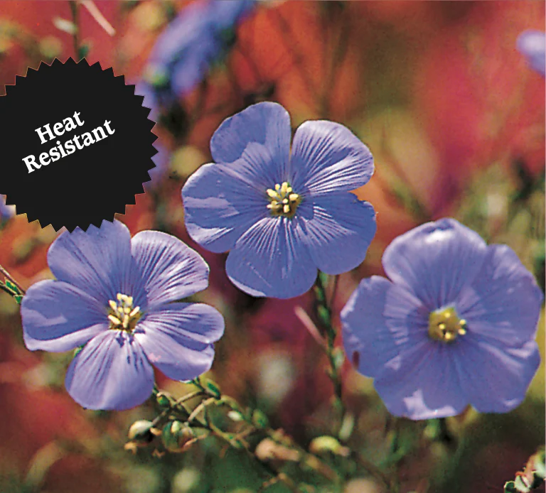 Blue Flax | Linum - Image 2