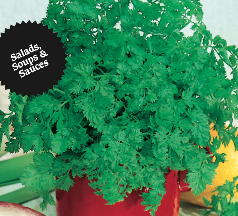 Chervil | French Parsley - Image 2