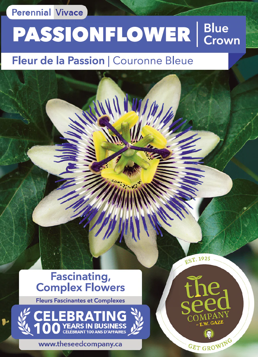 Passionflower | Blue Crown - Image 2