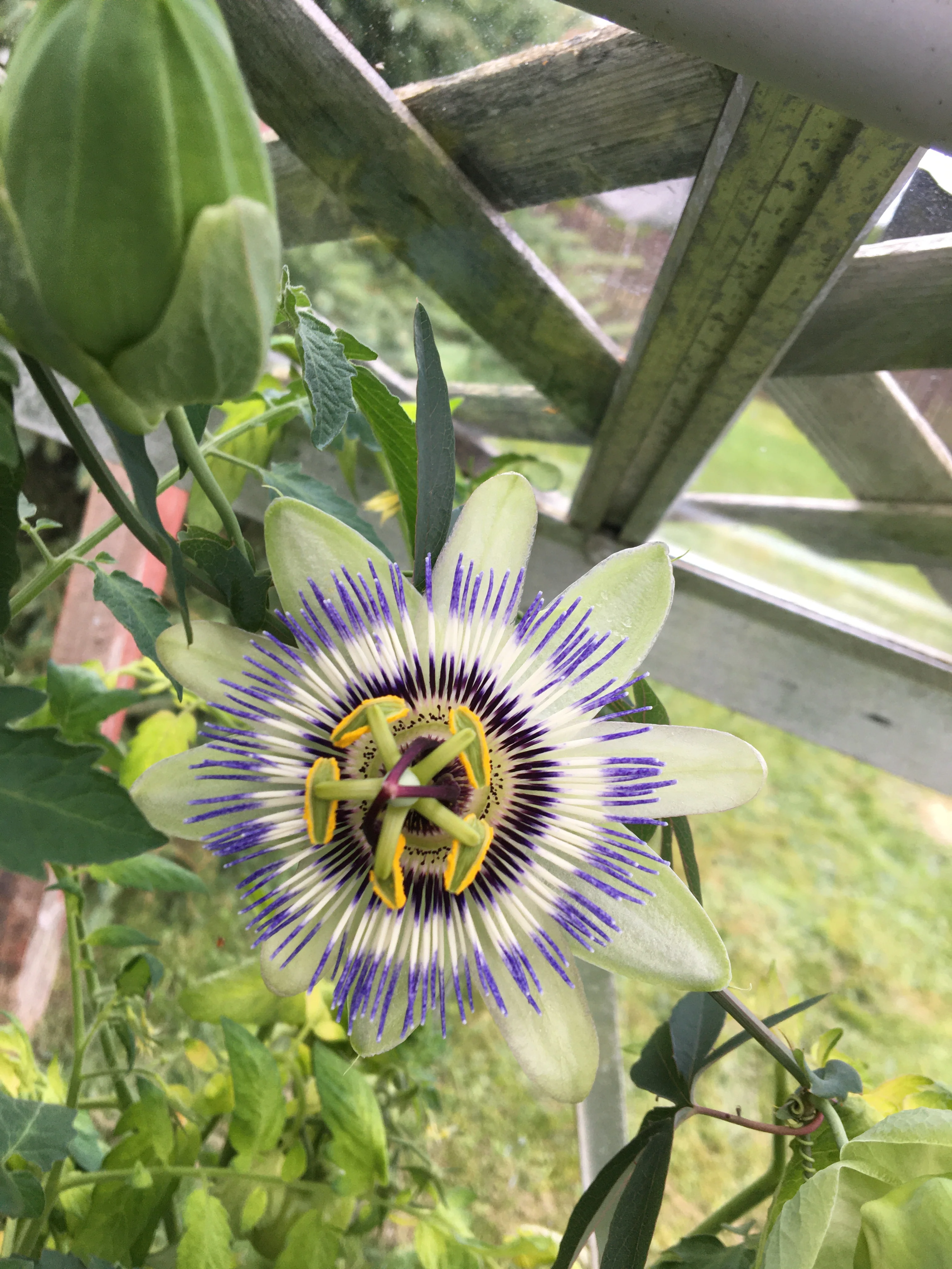 Passionflower | Blue Crown - Image 4