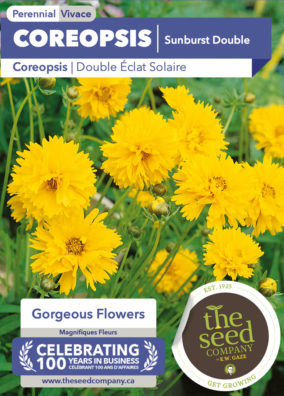 Coreopsis | Sunburst Double - Image 2