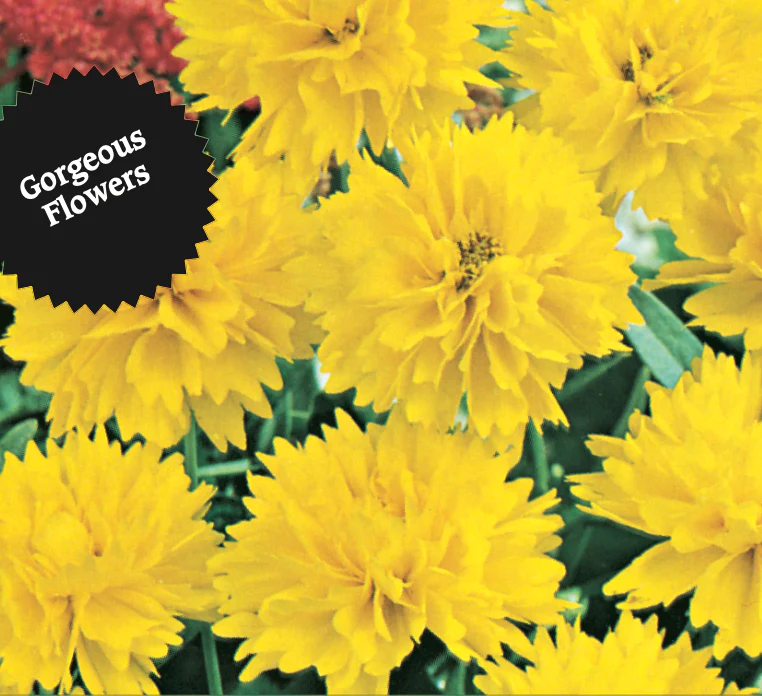 Coreopsis | Sunburst Double - Image 3