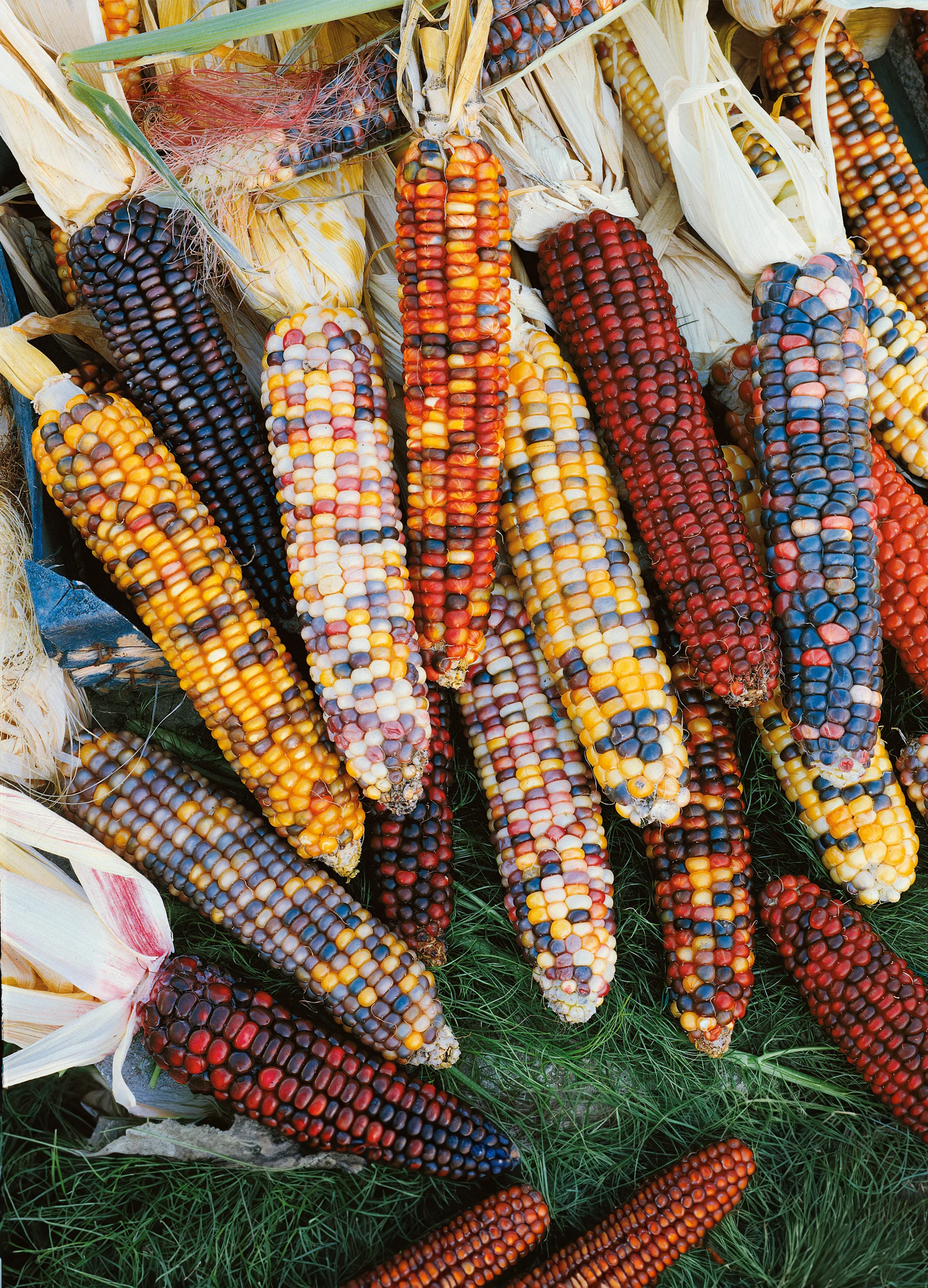 Corn | Ornamental