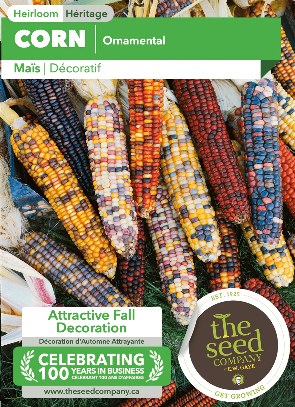 Corn | Ornamental - Image 2