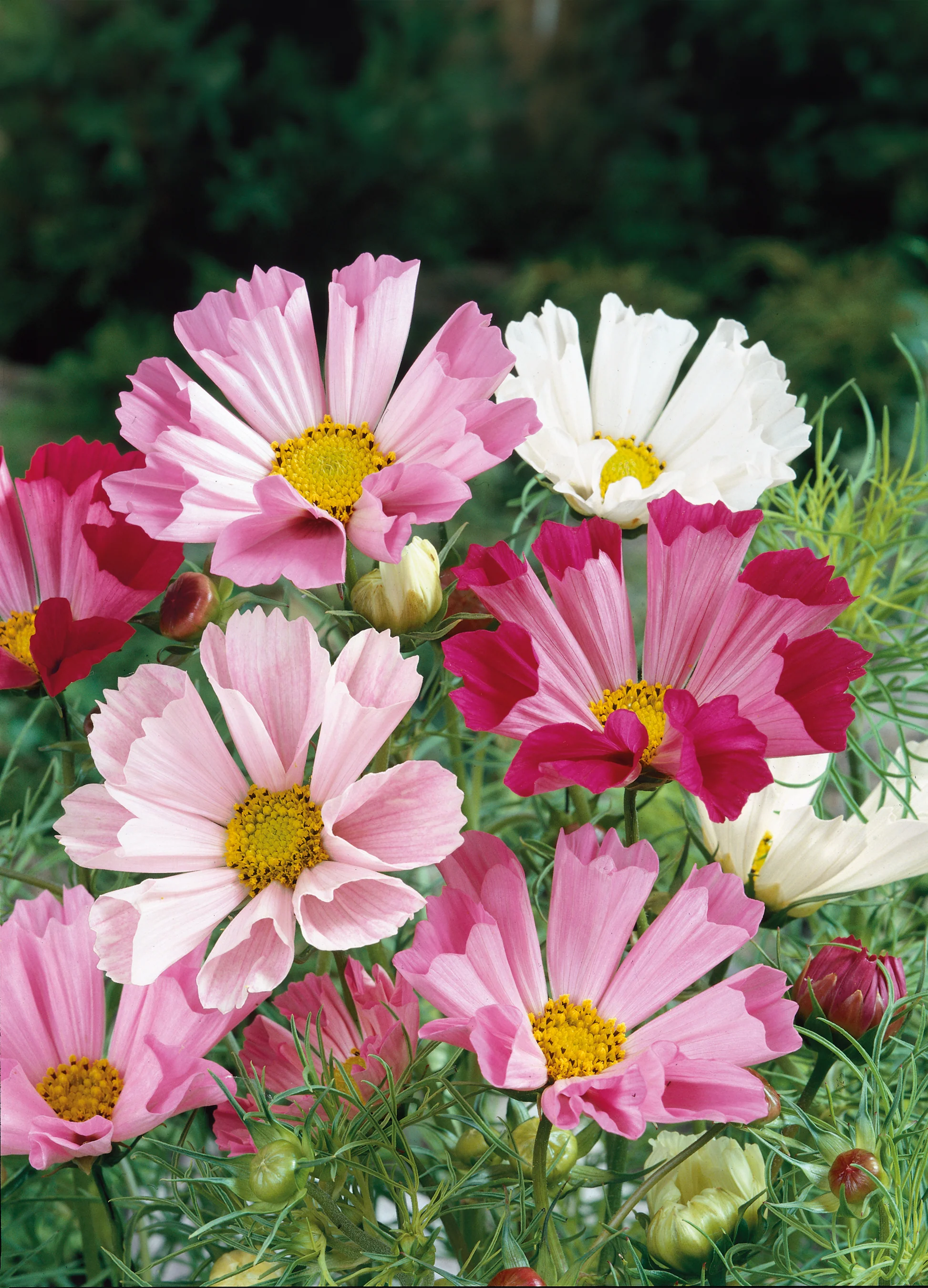 Cosmos | Seashell Mix