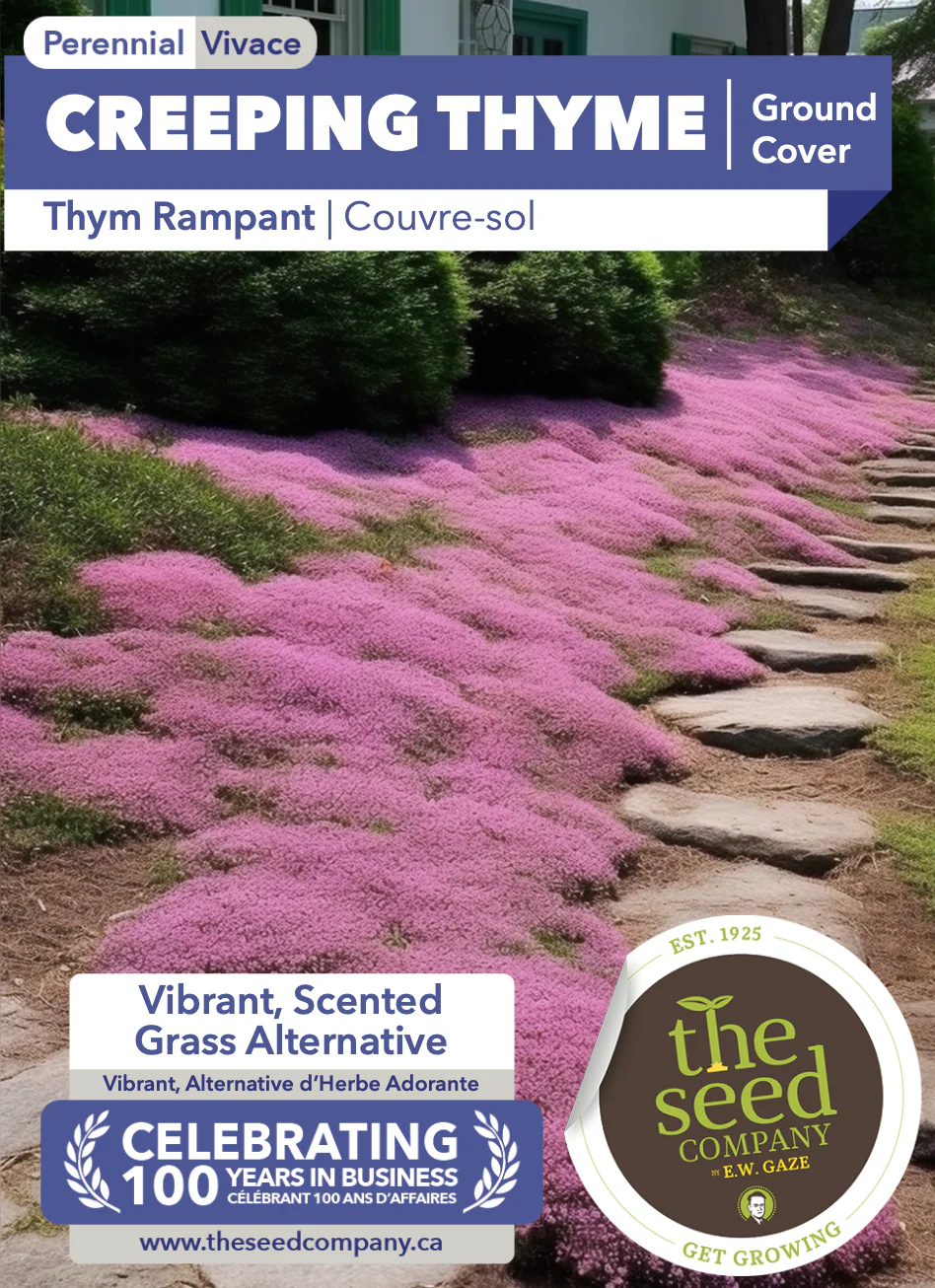 Creeping Thyme | Ground Cover - Image 2