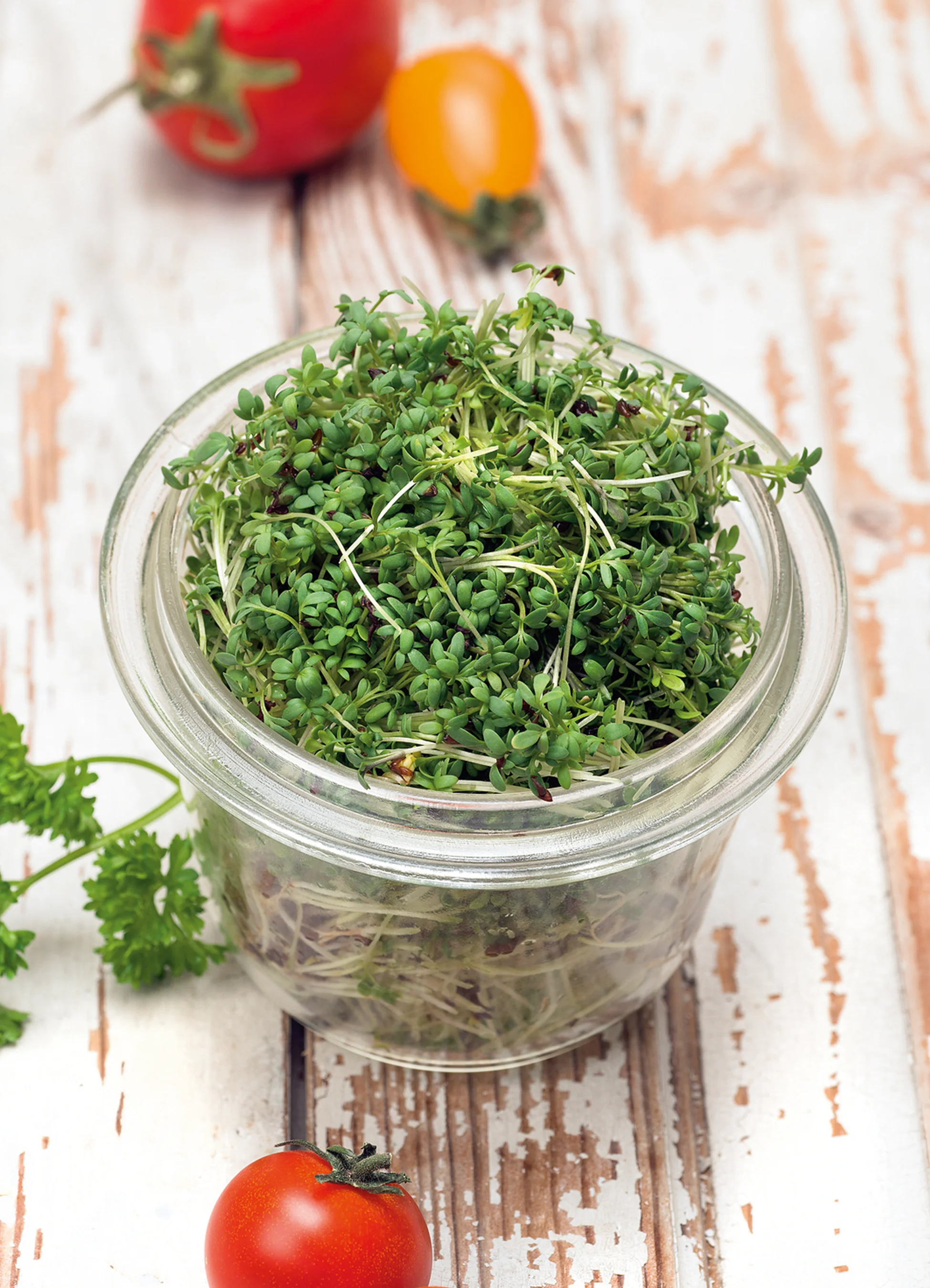 Cress | Peppergrass