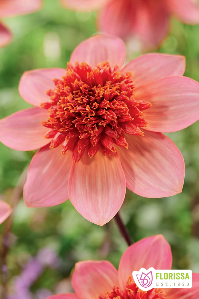 Dahlia | Anemone - Totally Tangerine