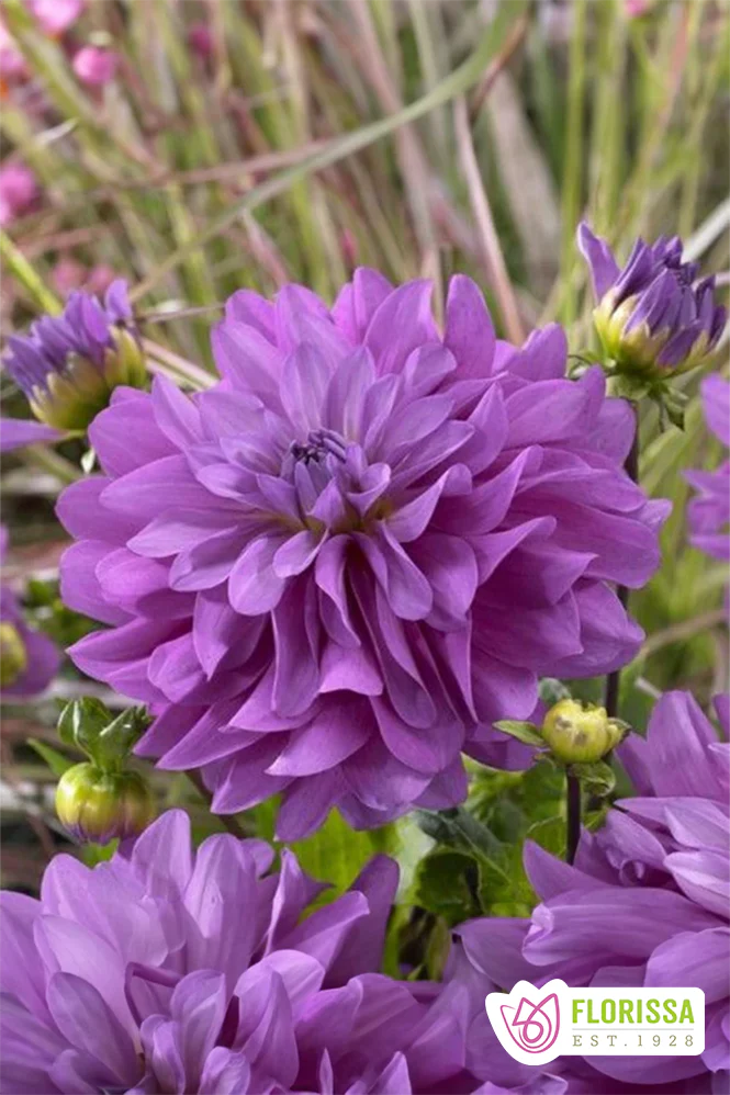 Dahlia | Decorative - Bluetiful