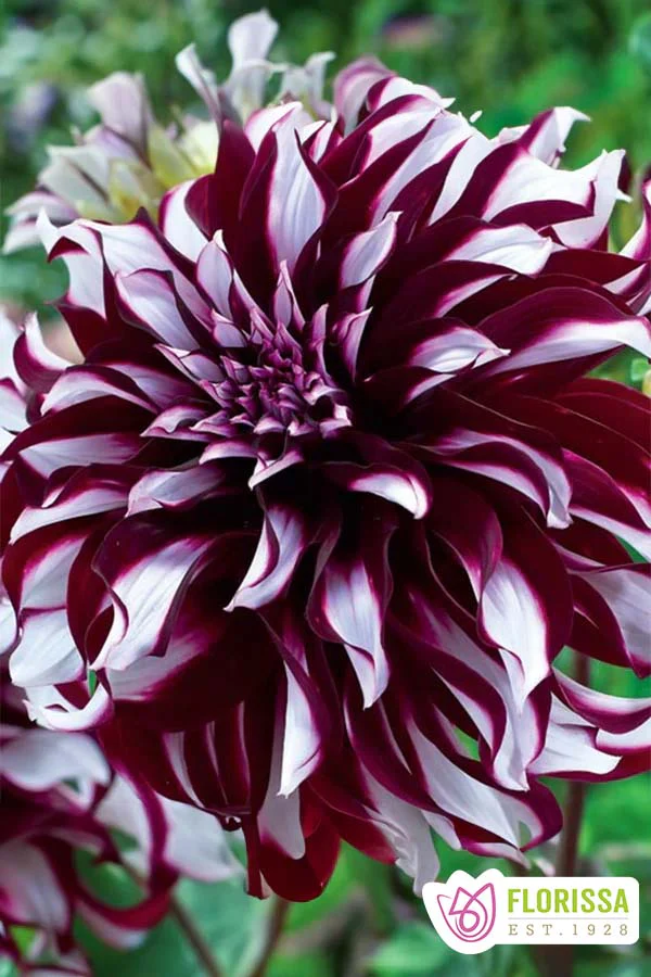 Dahlia | Dinnerplate - Tartan