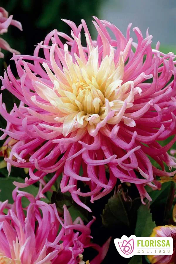 Dahlia | Fringed - Stars Favourite