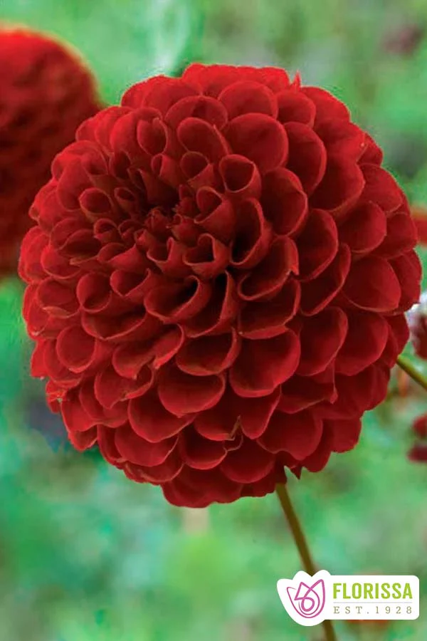 Dahlia | Novelty - Viking Pompon