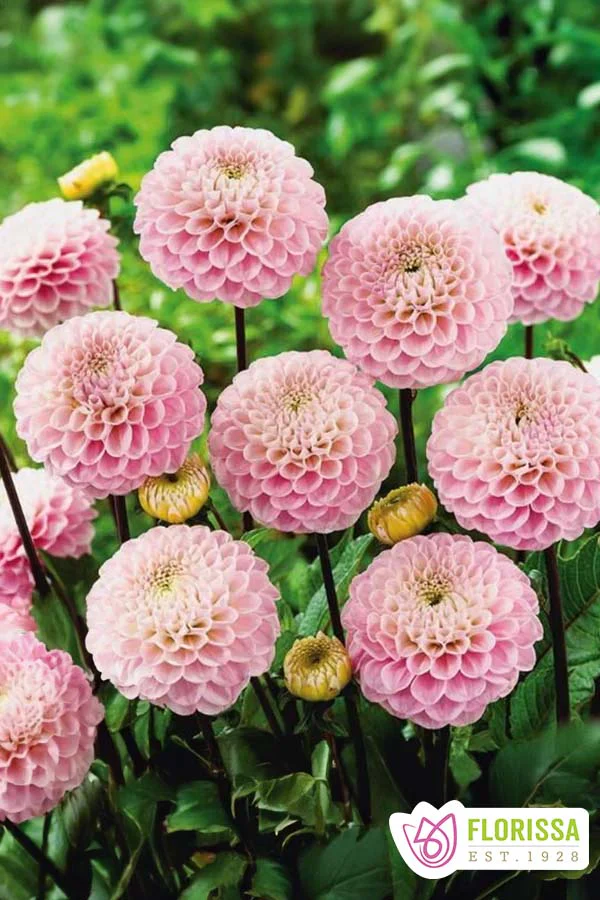 Dahlia | Novelty - Wizard of Oz Pompon