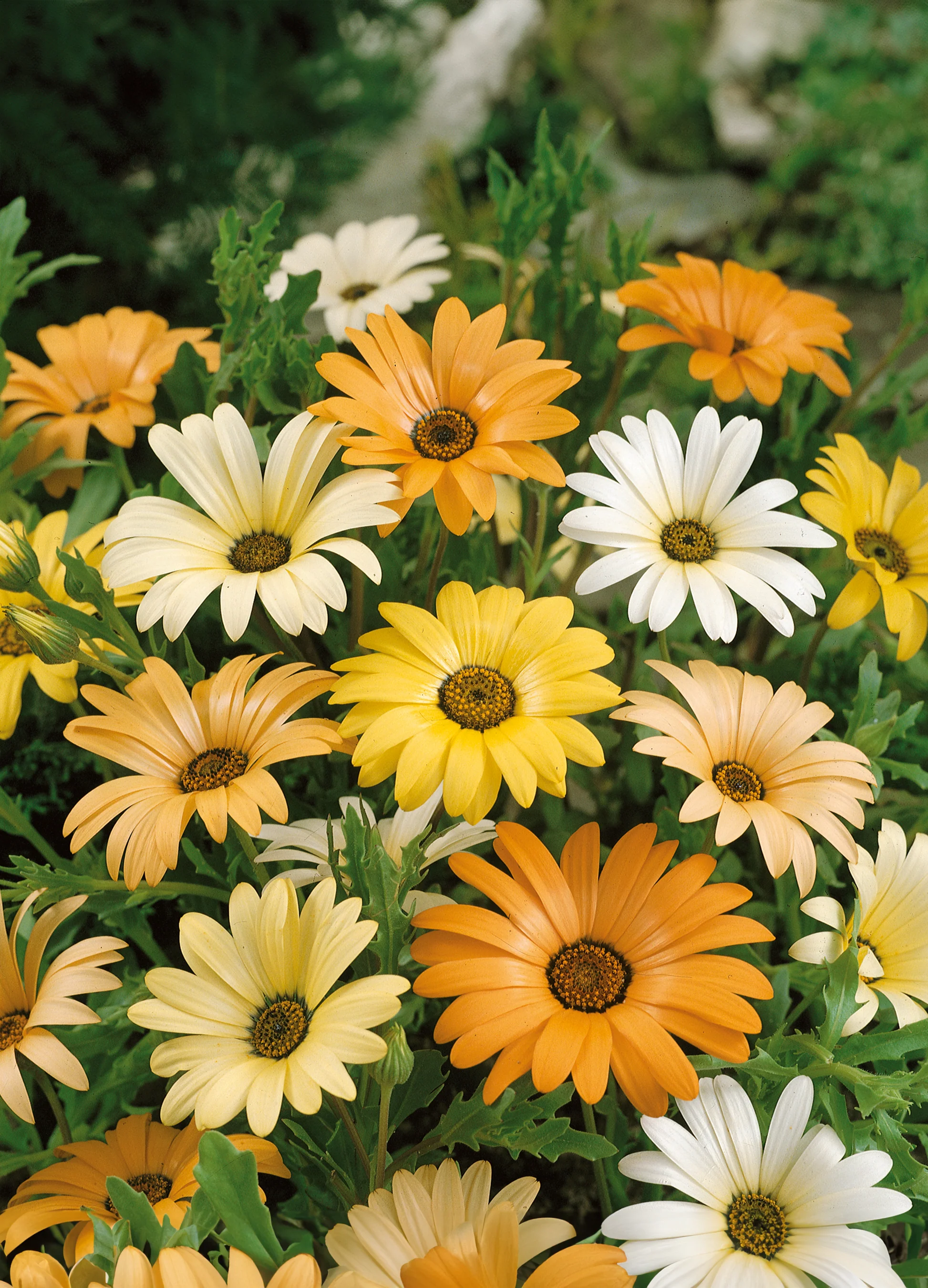 African Daisy | Osteospermum Mix