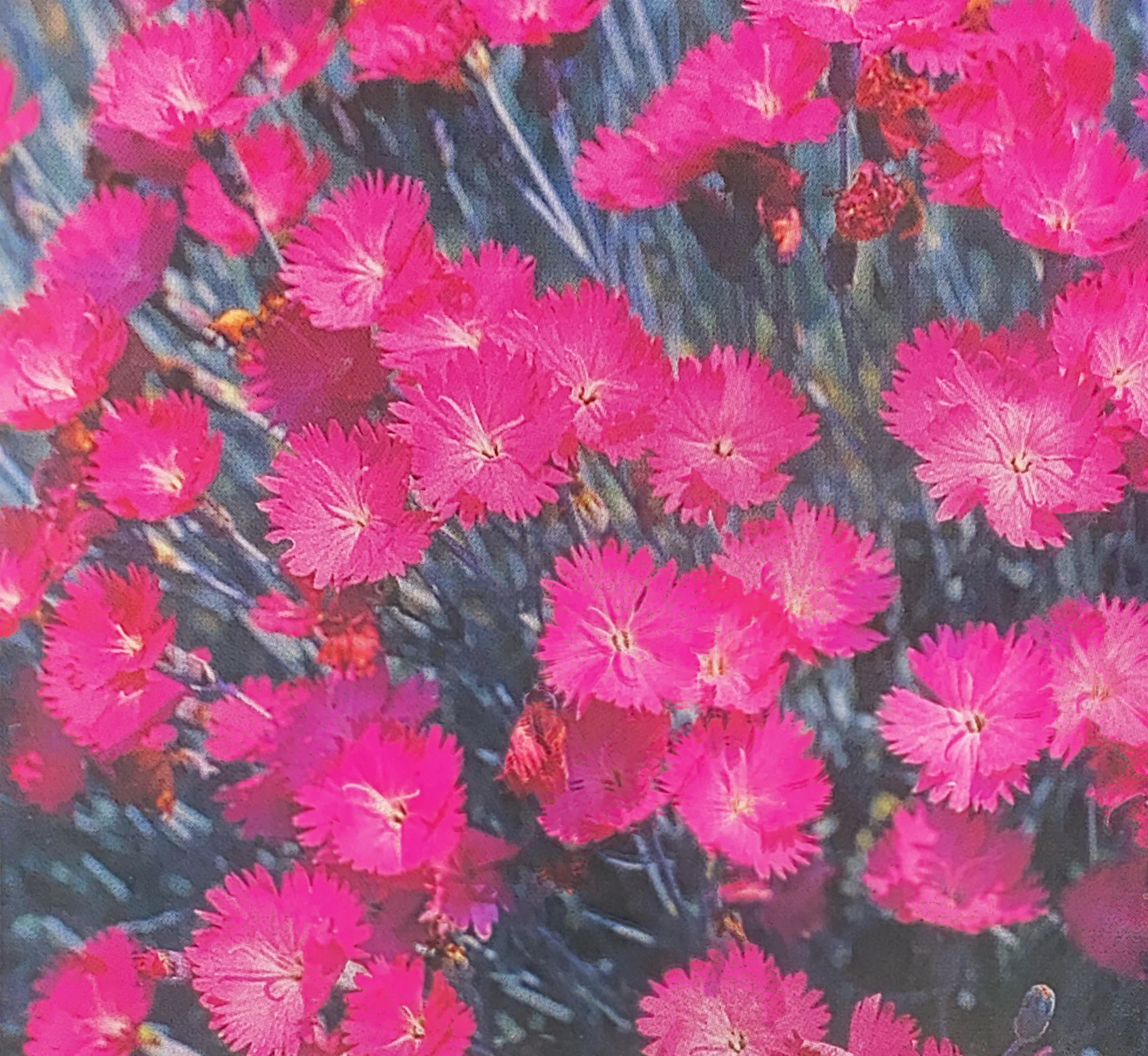 Dianthus | Rose Red Shades (Pinks)