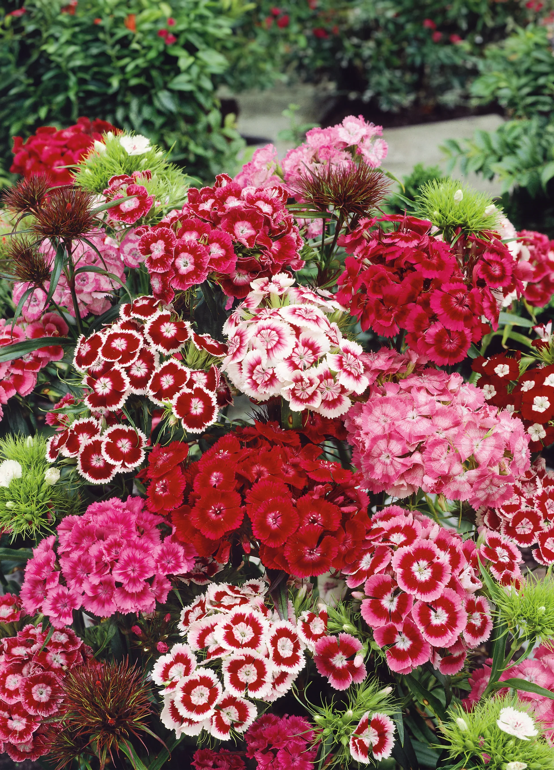 Sweet William | Dianthus Single Mix