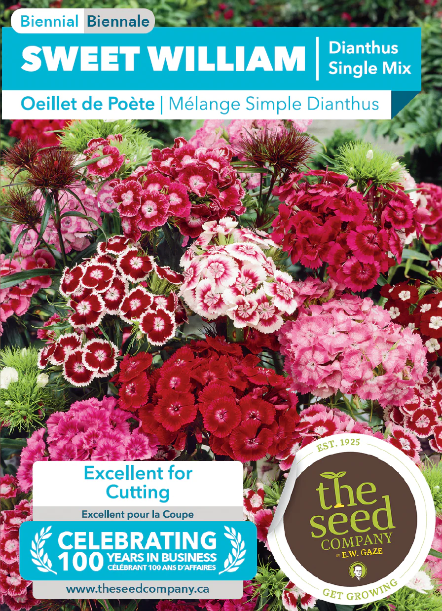 Sweet William | Dianthus Single Mix - Image 2