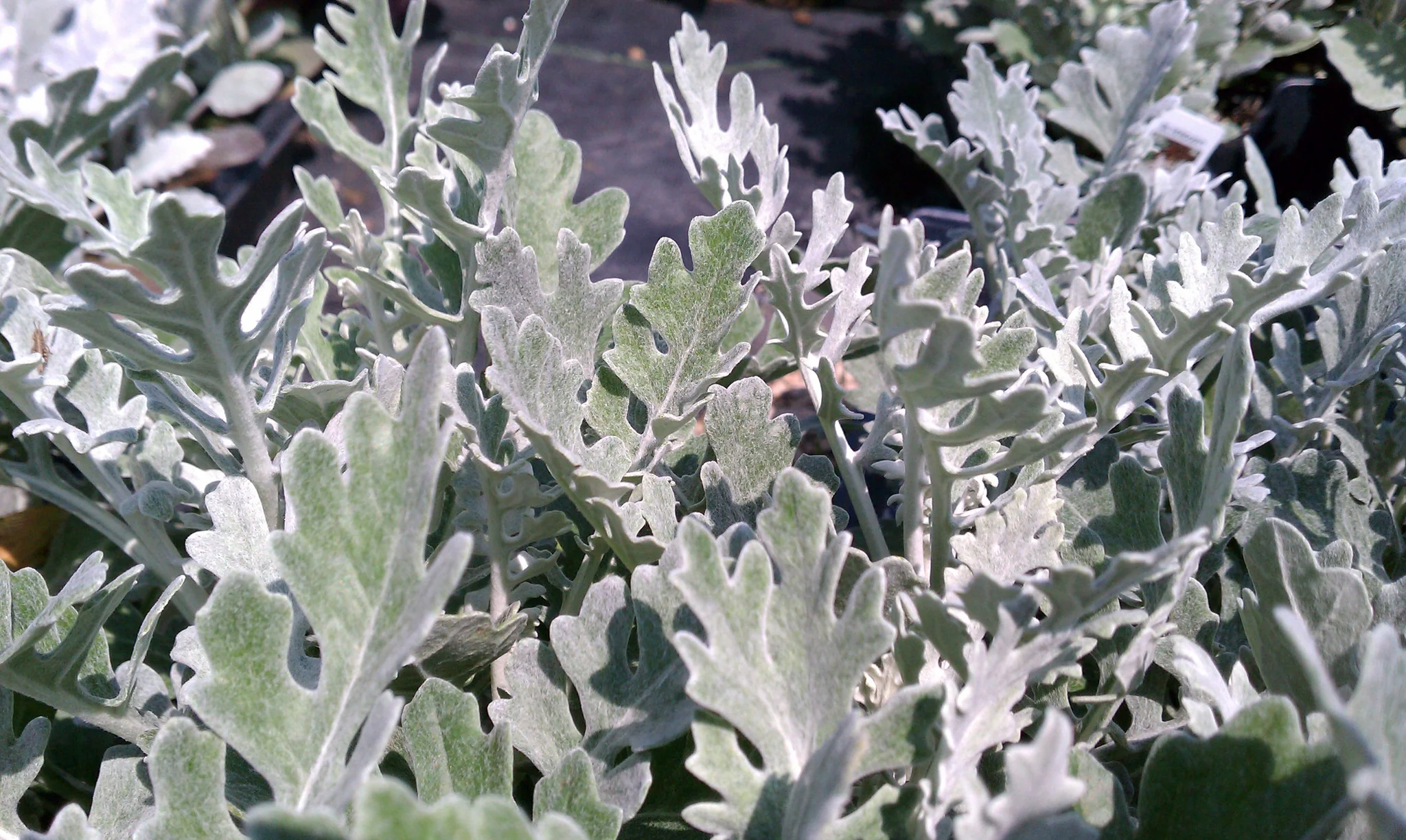Dusty Miller | Silverdust