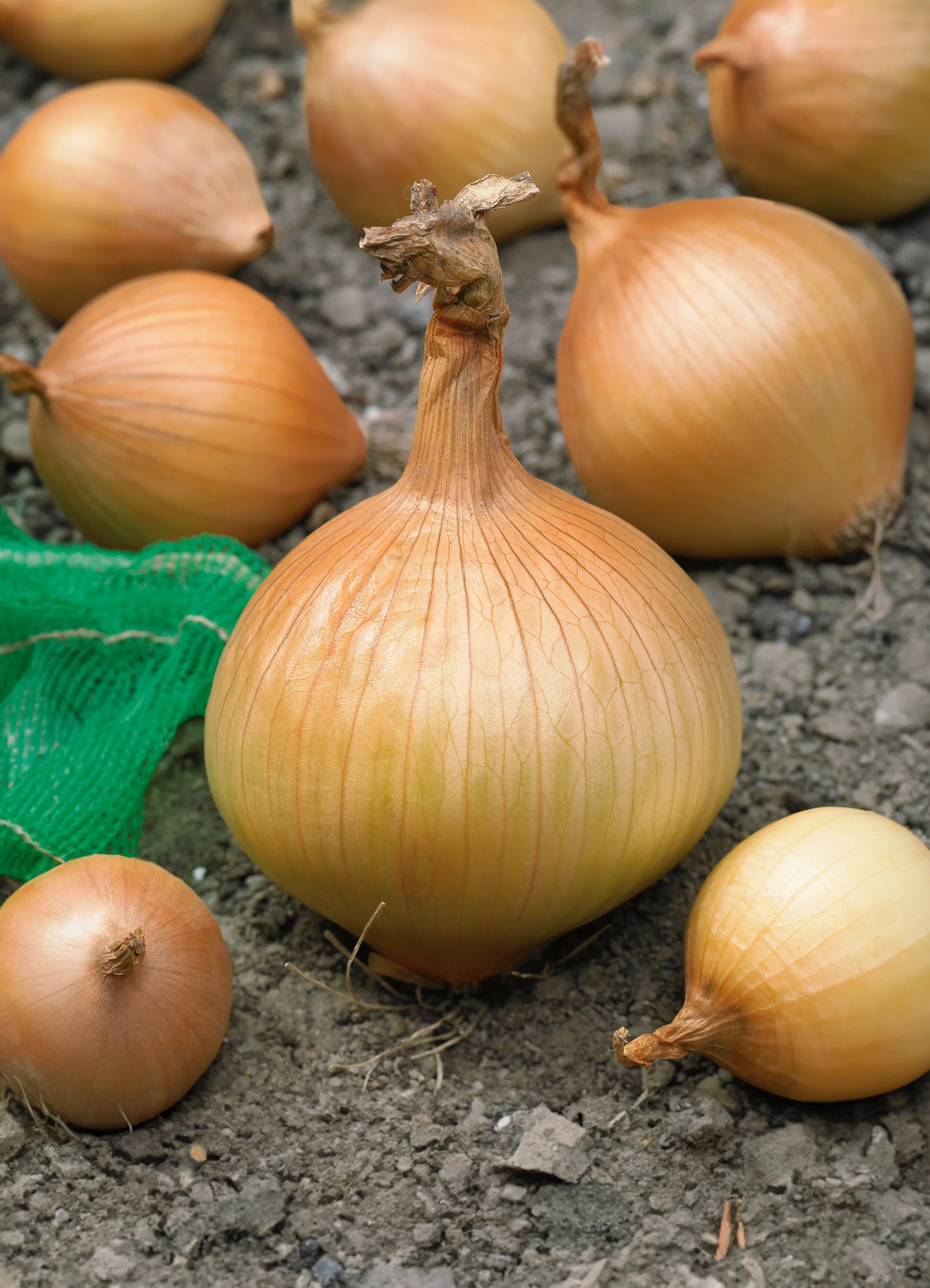 Onion | Yellow Globe