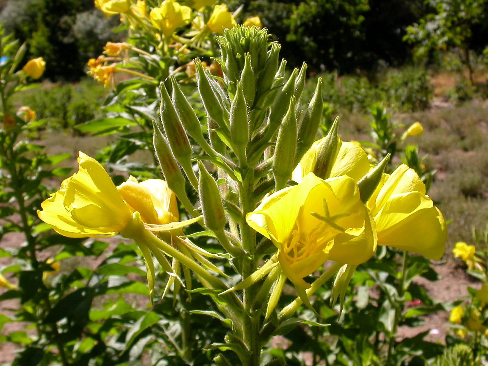 Evening Primrose | Lamarck's