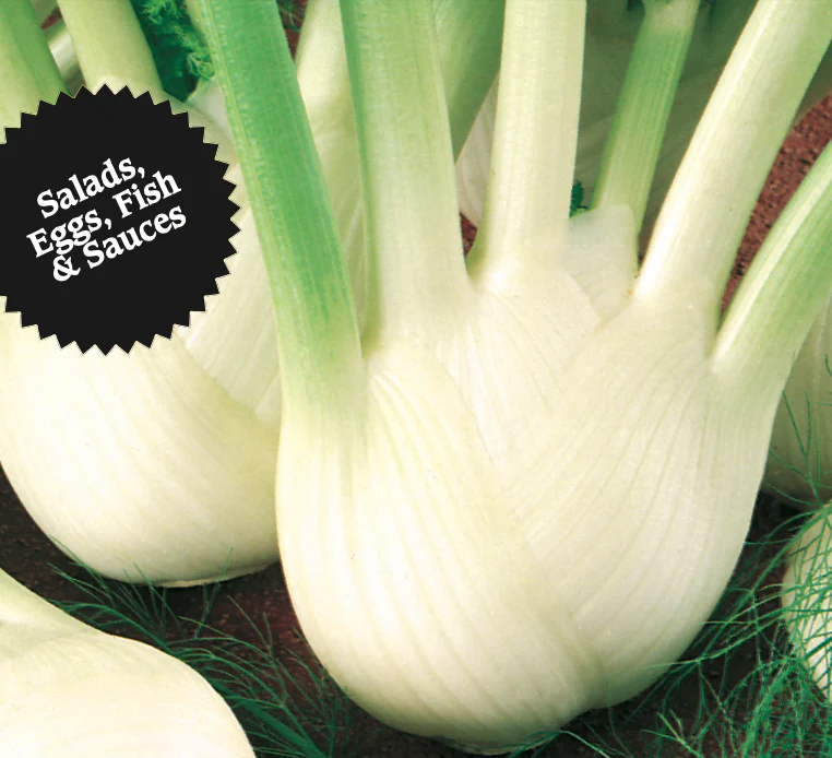 Fennel | Florence - Image 2