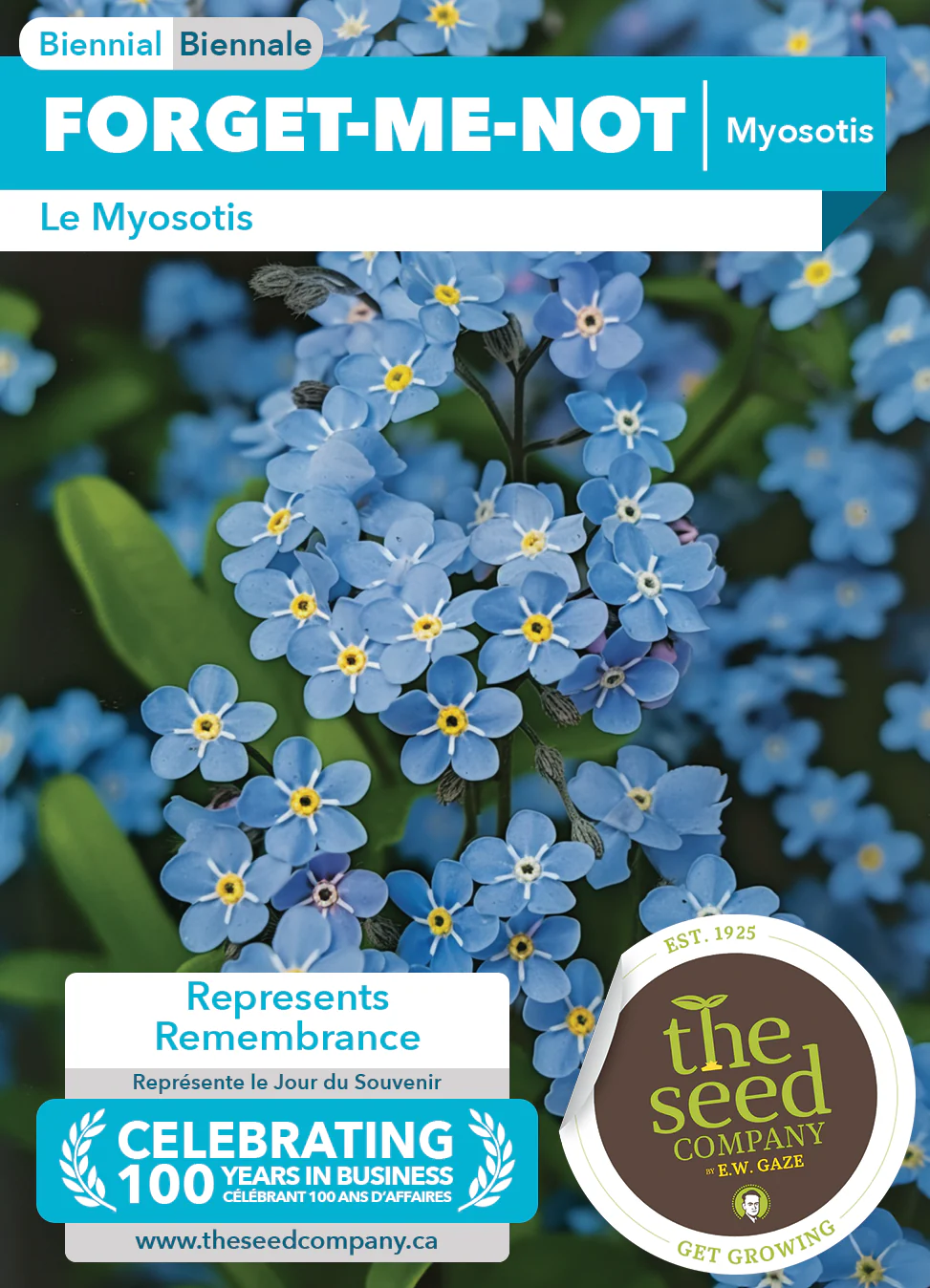 Forget-me-not | Myosotis - Image 2