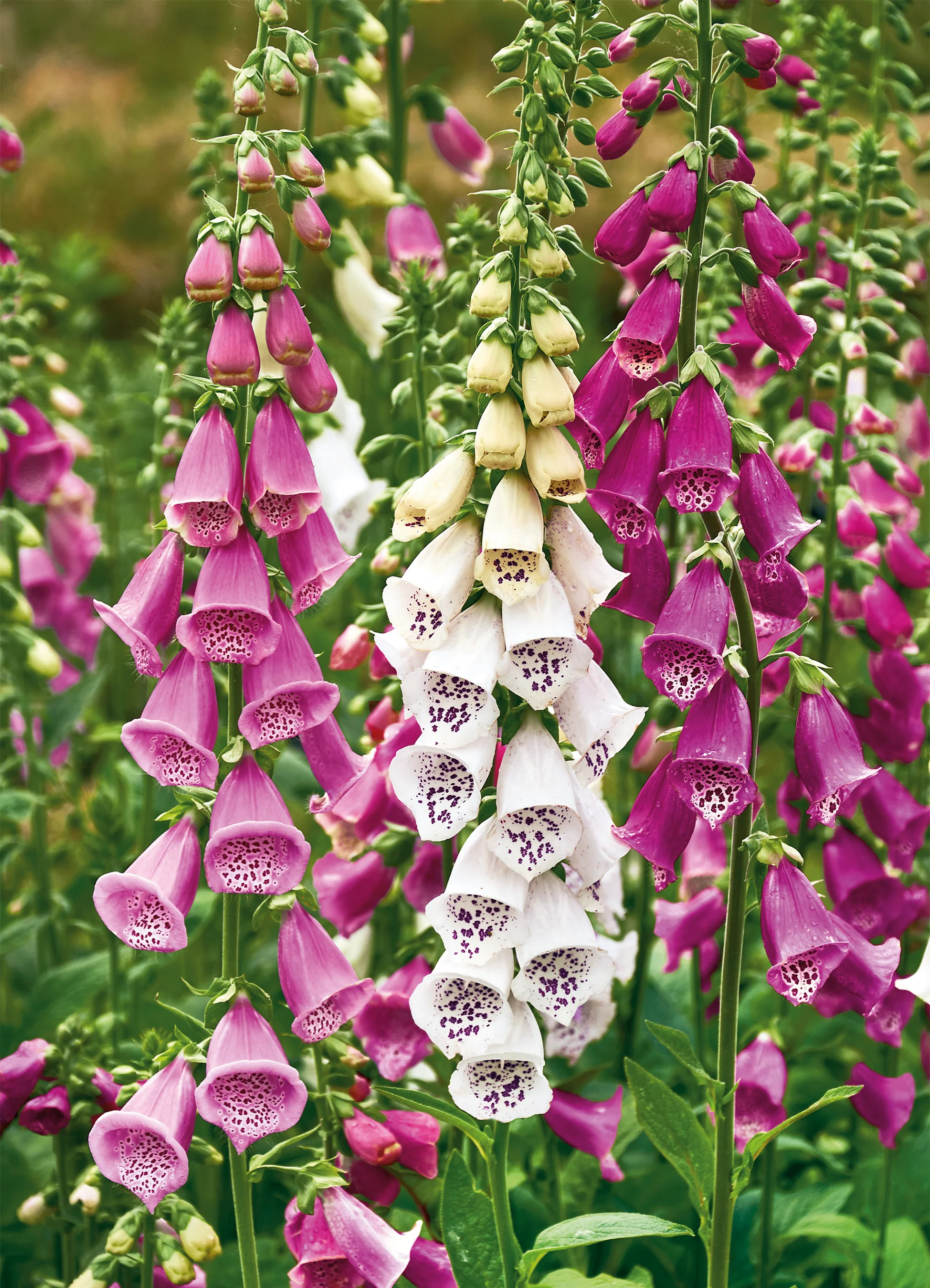 Foxglove | Foxy Digitalis