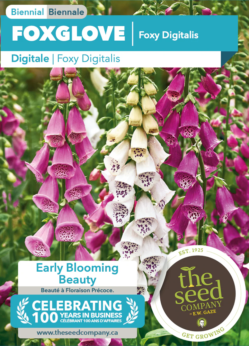 Foxglove | Foxy Digitalis - Image 2
