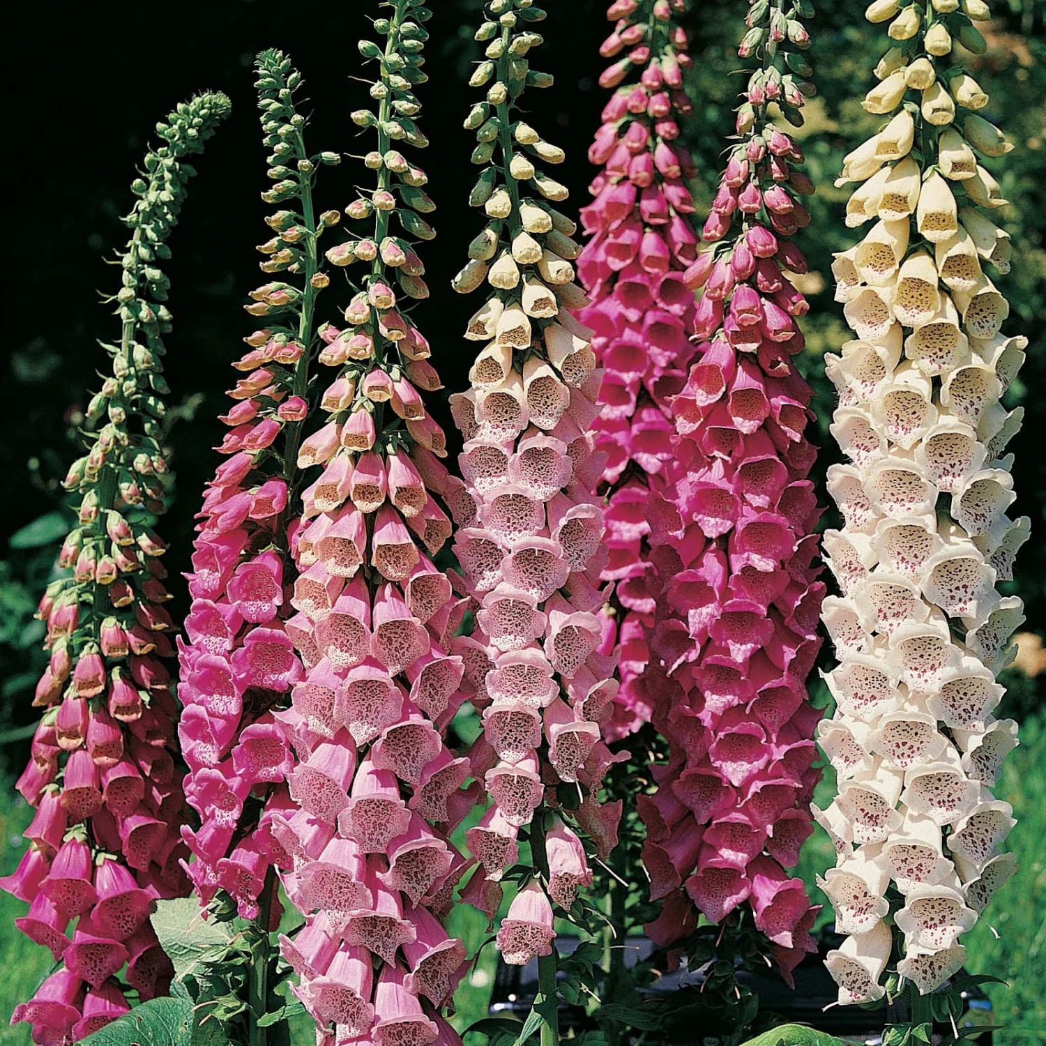 Foxglove | Mixed Colours