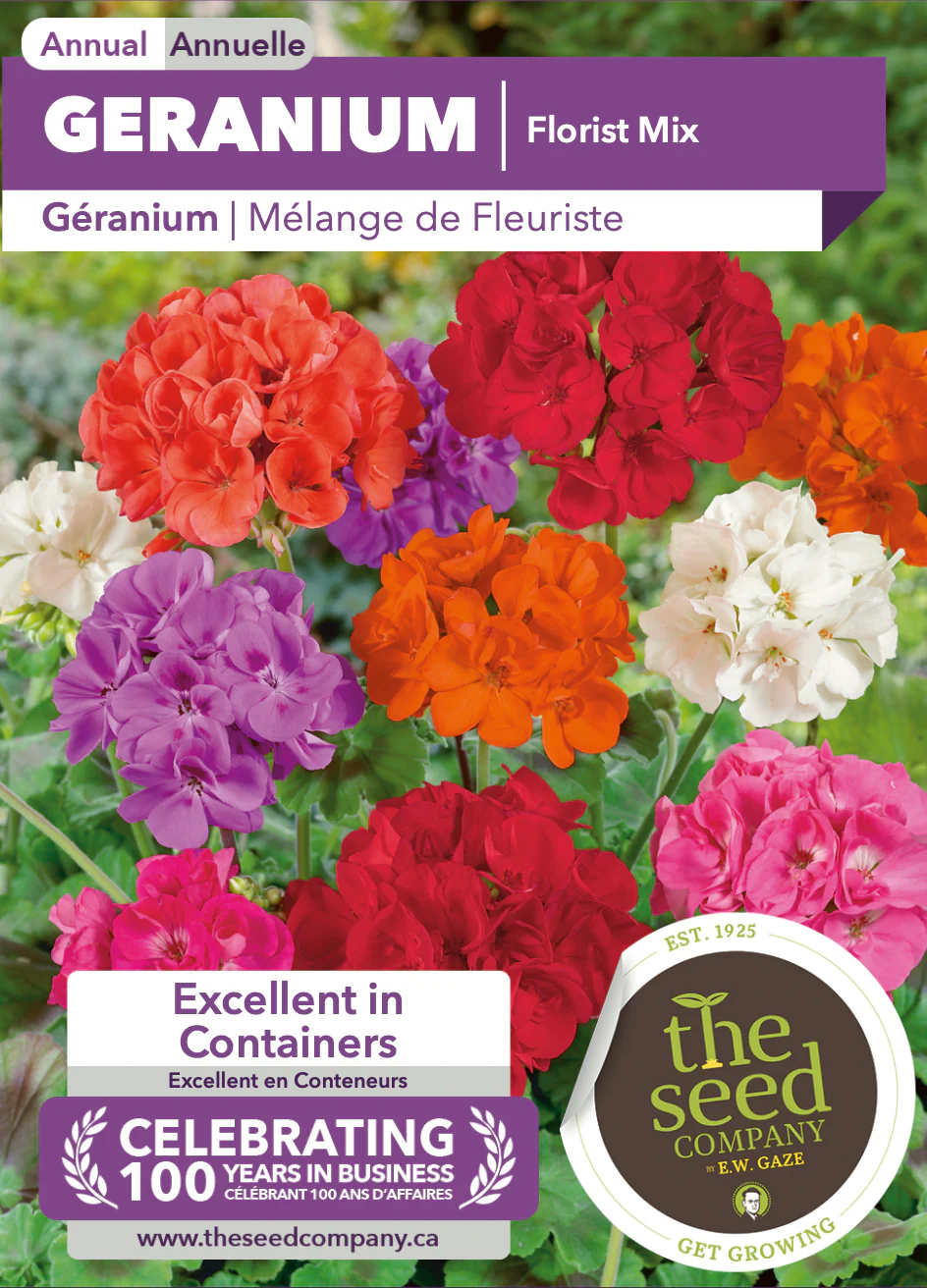 Geranium | Florist Mix - Image 2