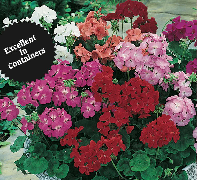Geranium | Florist Mix - Image 3