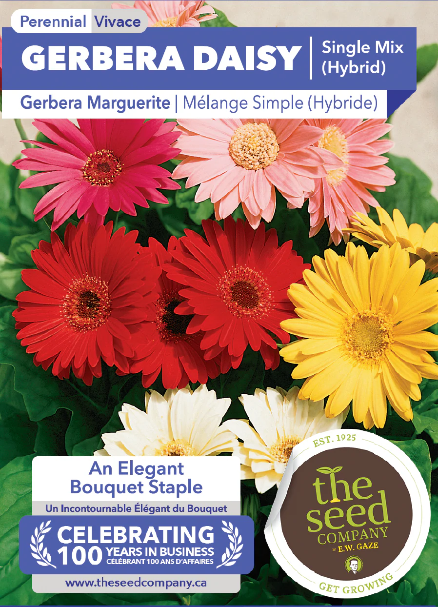 Gerbera Daisy | Single Mix (Hybrid) - Image 2