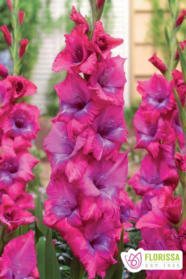 Gladiolus | Novelty - Lumiere