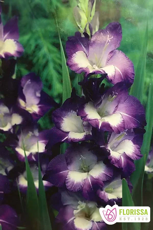 Gladiolus | Novelty - Nori