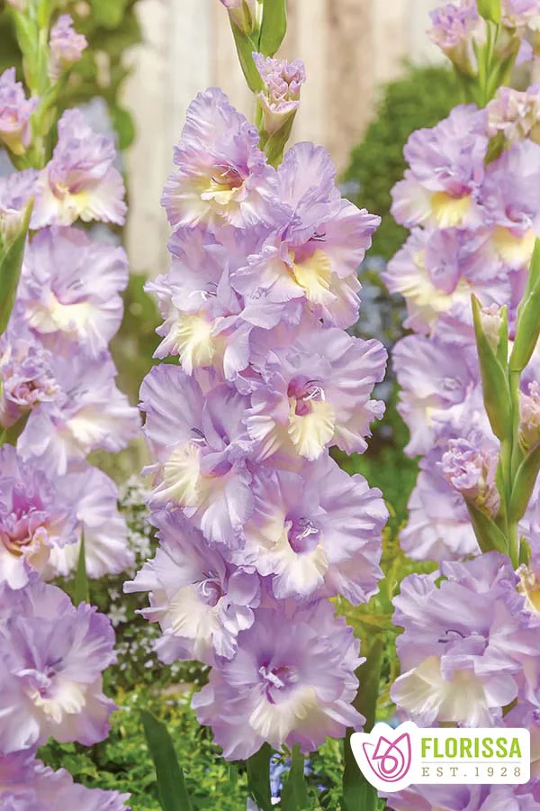 Gladiolus | Novelty - Rippling Waters