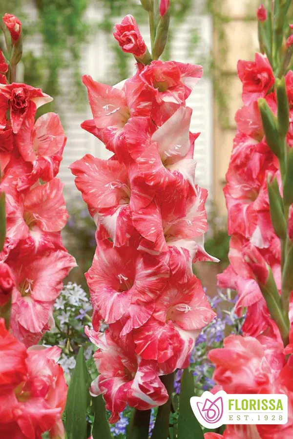 Gladiolus | Novelty - Strawberry Swirl