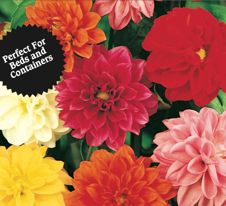 Dahlias | Unwin's Bedding Mix