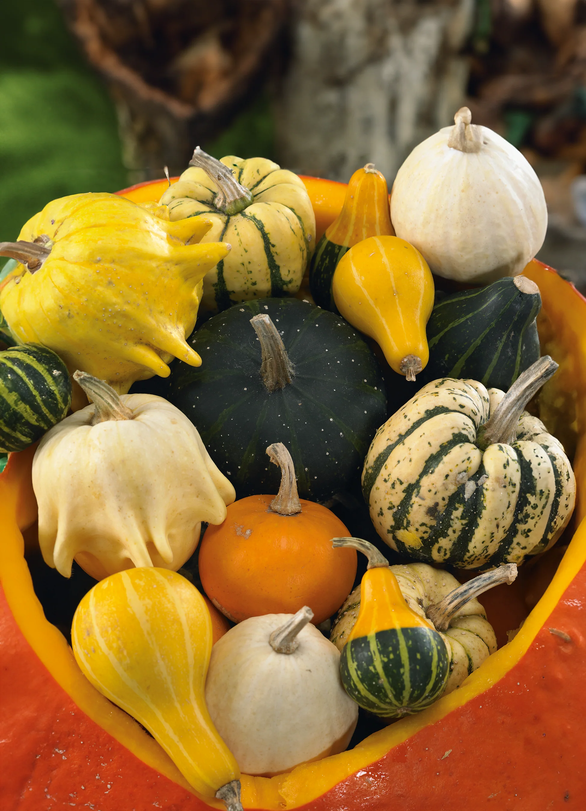 Gourd | Ornamental