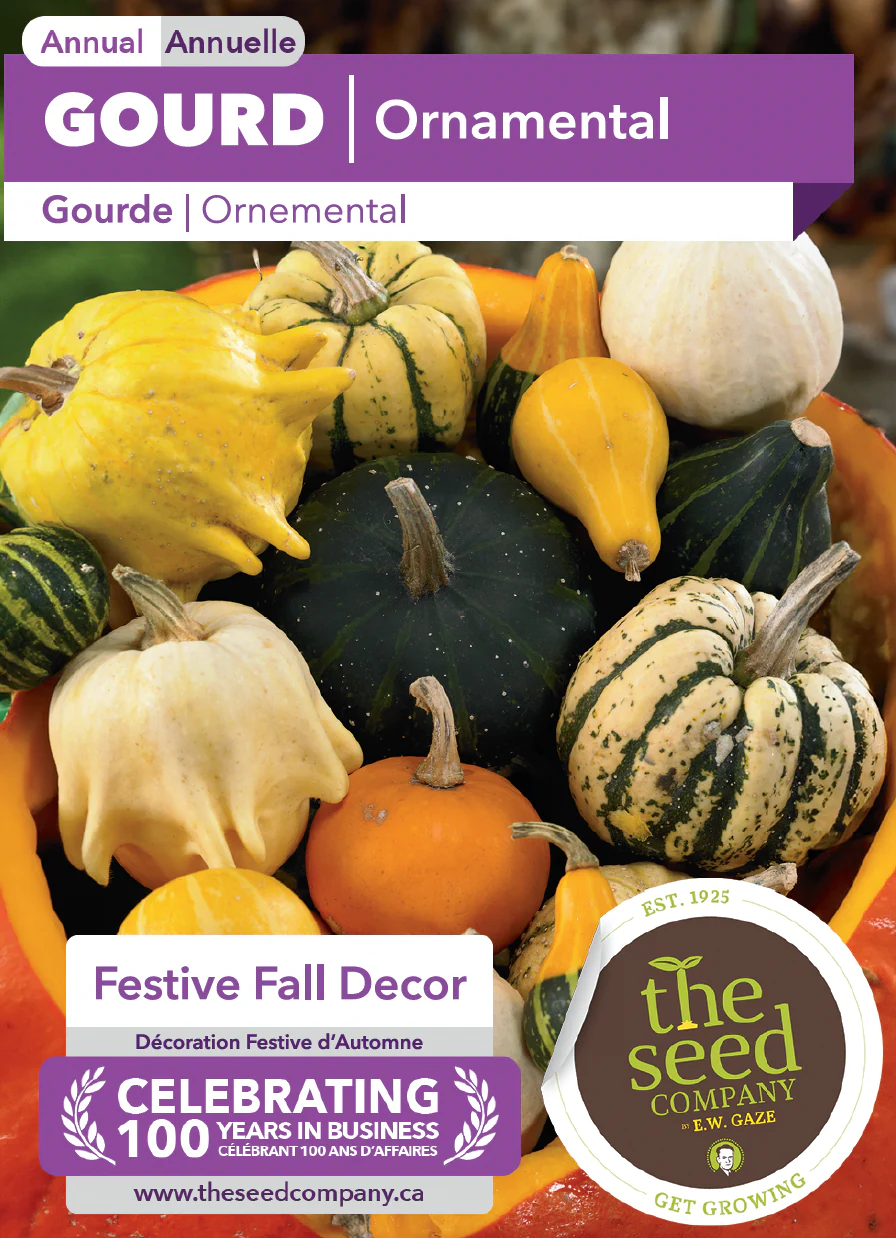 Gourd | Ornamental - Image 2