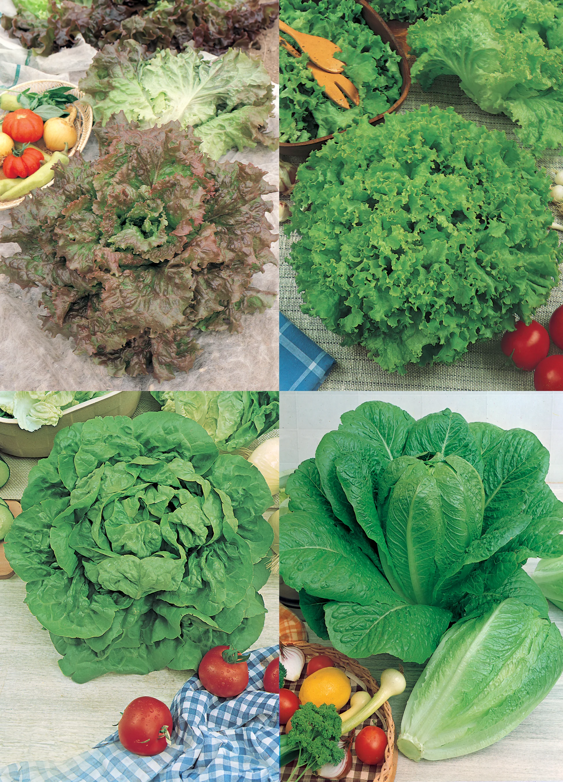 Lettuce | Gourmet Salad Mix