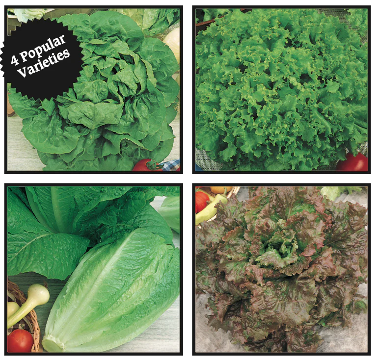 Lettuce | Gourmet Salad Mix - Image 3