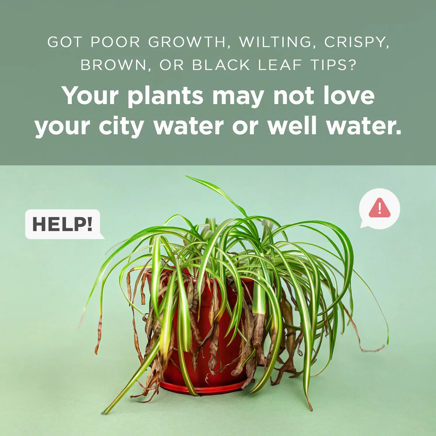 Houseplant Tap Water Conditioner - Image 3