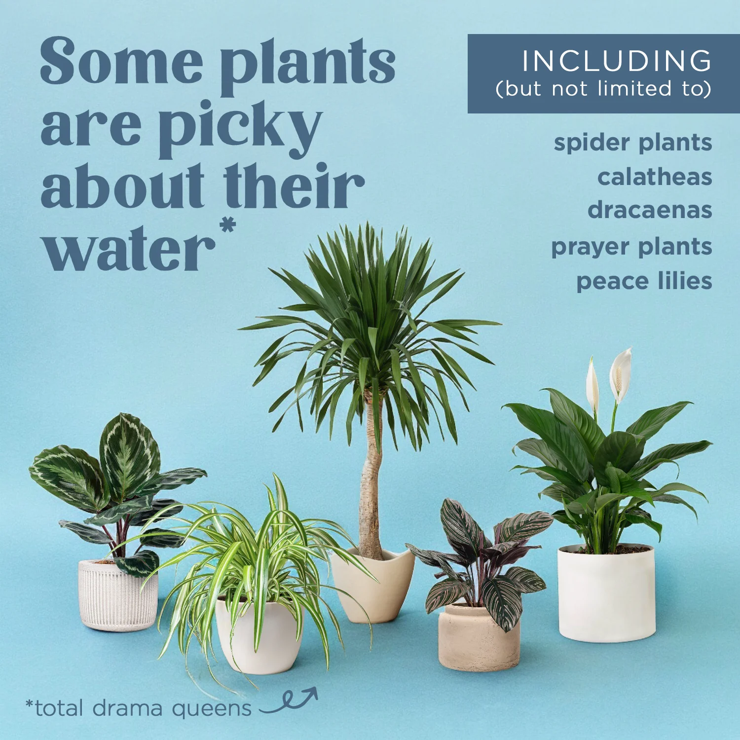 Houseplant Tap Water Conditioner - Image 4
