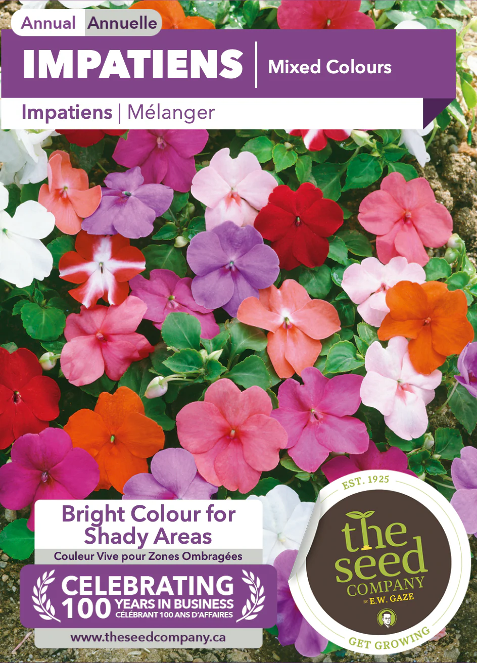Impatiens | Mixed Colours - Image 2