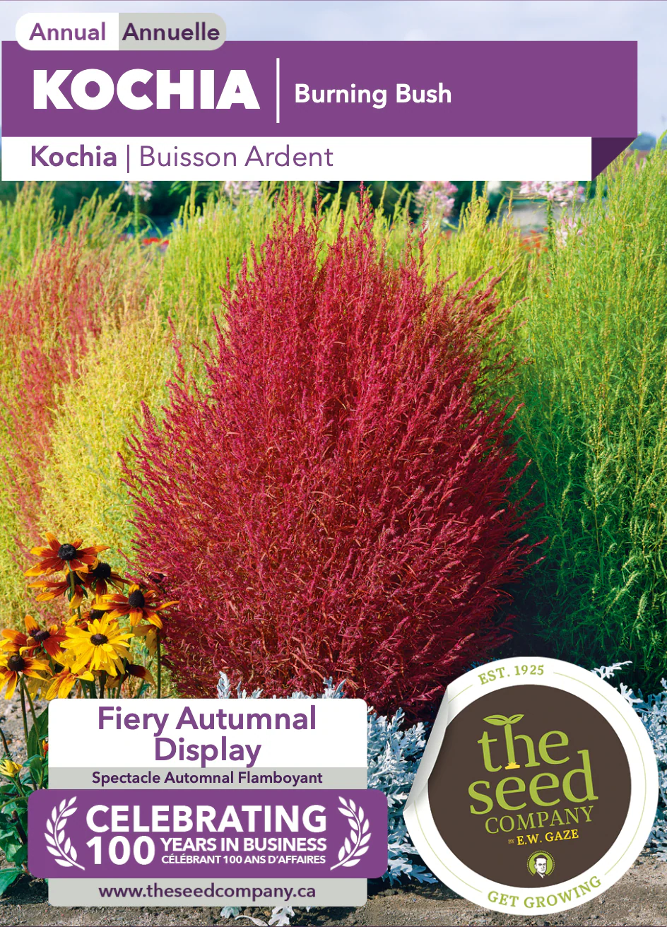 Kochia | Burning Bush - Image 2
